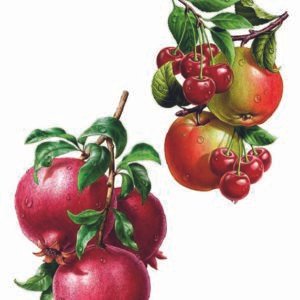 WATER-SLIDE PAPER 19804