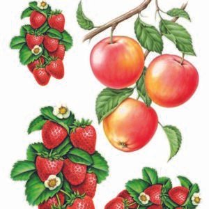 WATER-SLIDE PAPER 19805