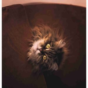 UNIQ RICE PAPER UPR-4731